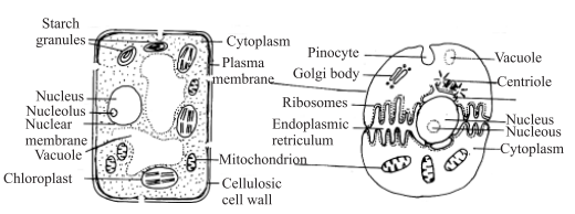 Nutrition in Plants